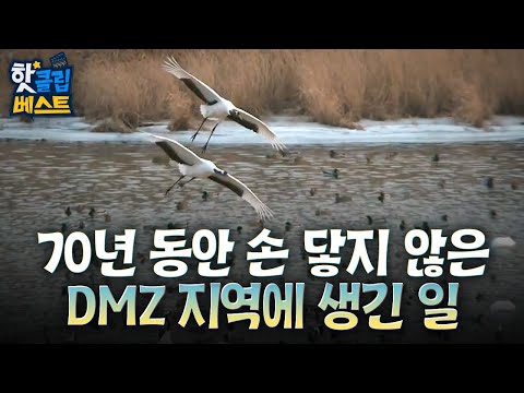 [핫클립베스트] DMZ에서 AI로 재야생화를 연구하다