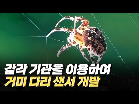 [핫클립] 거미줄 섬유, 점탄성패드 - 거미를 모사한 생체 모방 기술