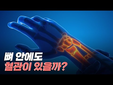 [핫클립] 뼈 안에도 혈관이 있을까?