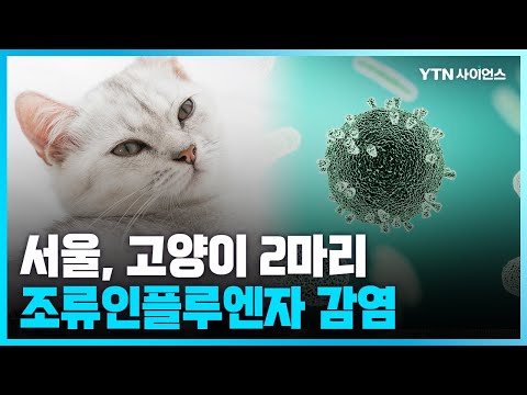 [과학뉴스] 용산 보호소 고양이 2마리..고병원성 조류인플루엔자 감염 확인