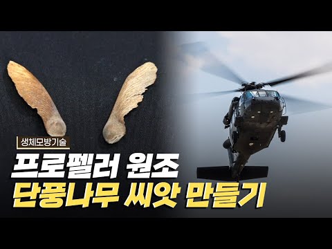 [핫클립] 프로펠러 탄생의 모토가 된 단풍나무 씨앗 만들기