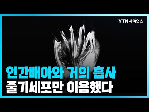 [과학뉴스] 정자·난자 없이 유사 인간배아 만들어 냈다!