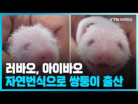 [과학뉴스] 국내 최초 '쌍둥이' 자이언트 판다 자연 번식으로 탄생