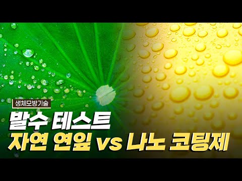 [핫클립] 자연 모방의 대표적인 소재, 연잎