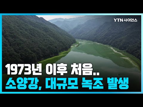 [과학뉴스] 소양강 상류 녹조 발생...소양댐 건설 후 50년 만에 처음