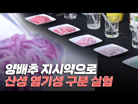 [핫클립] 양배추 지시약으로 산성과 염기성 구분하기