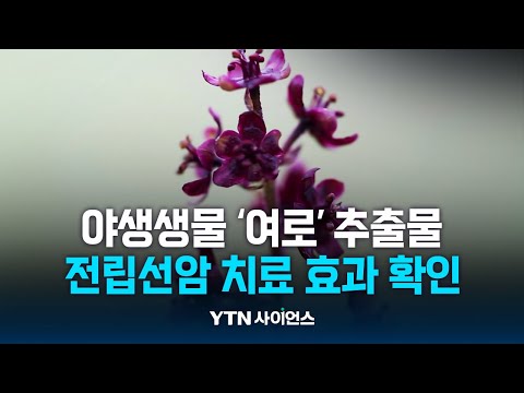 [과학뉴스] 국내연구진, 야생생물 '여로' 추출물서 전립선암 치료 효과 확인