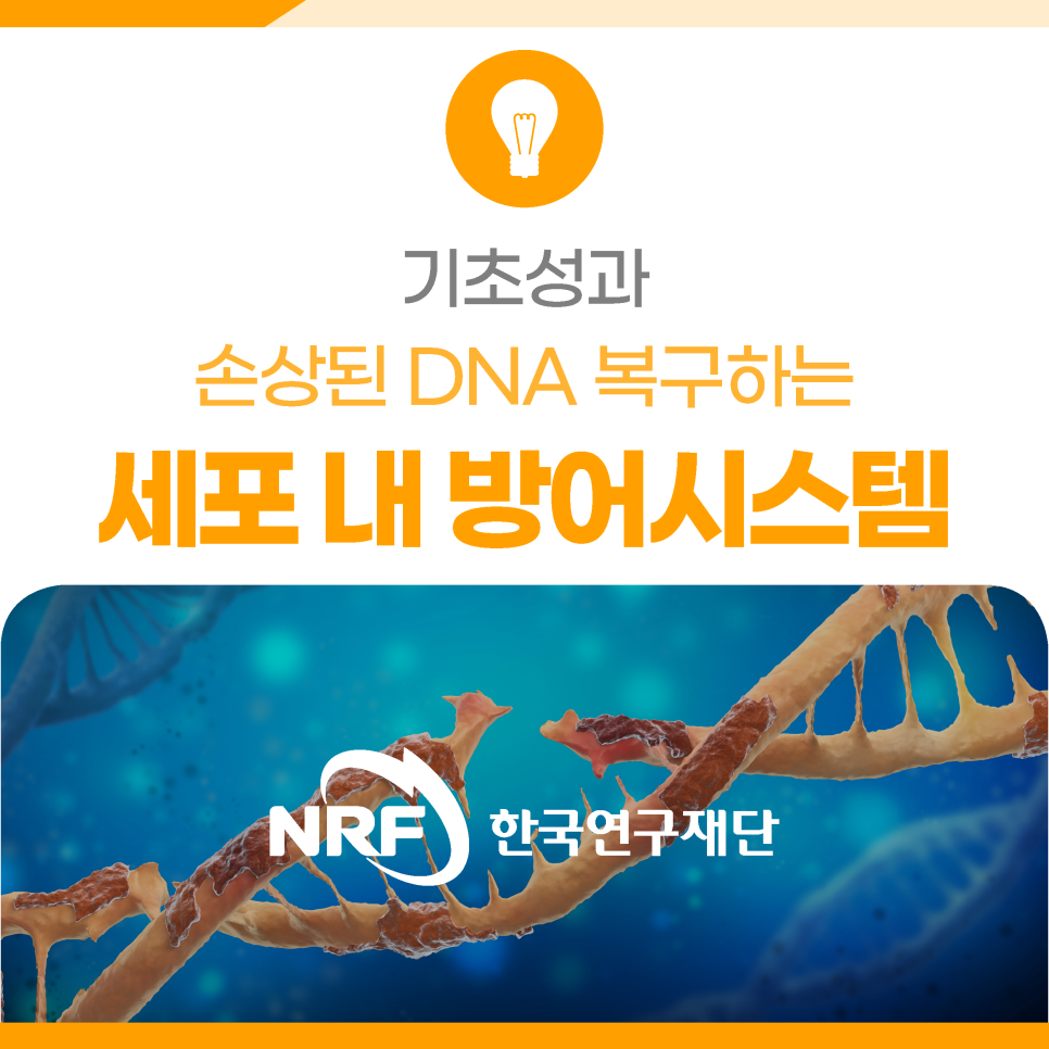 손상된 DNA 복구하는 세포 내 방어시스템 규명