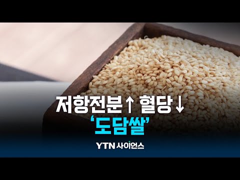 당뇨에 기특한 '도담쌀'…저항전분↑ 혈당↓