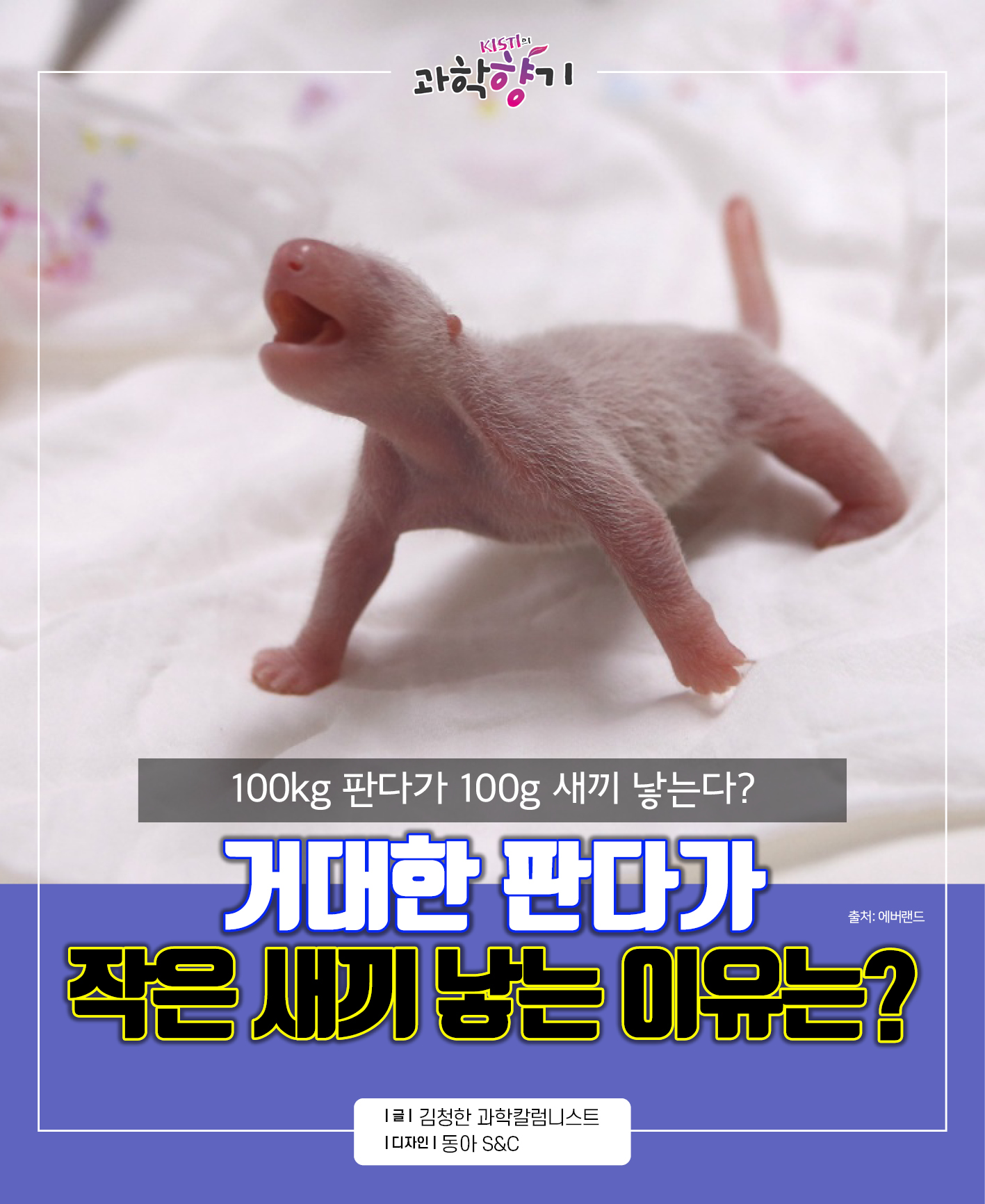 [과학향기 카드뉴스]100kg 판다가 100g 새끼 낳는다? 거대한 판다가 작은 새끼를 낳는 이유는?