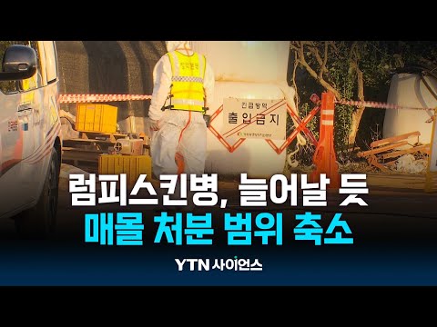 럼피스킨병, 더 늘어날 것…매몰처분 범위 축소