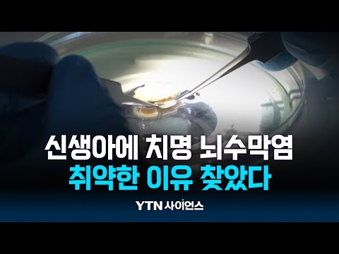 심하면 사망에 이르는 영유아 뇌수막염, 취약한 이유 찾았다