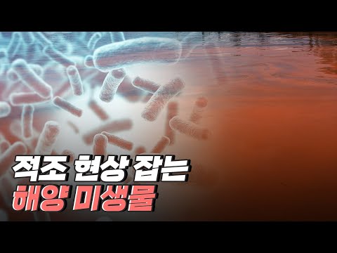 [핫클립] 적조를 제어하는 물질, 하헬라 제주엔시스