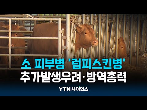 럼피스킨병 무더기 추가…경각심 갖고 총력 대응