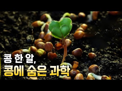 우리 민족과 함께 해온 작물 콩